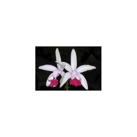 Cattleya Intermedia  Vinicolor- AD (No cachepo)