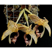 Stanhopea Guttulata