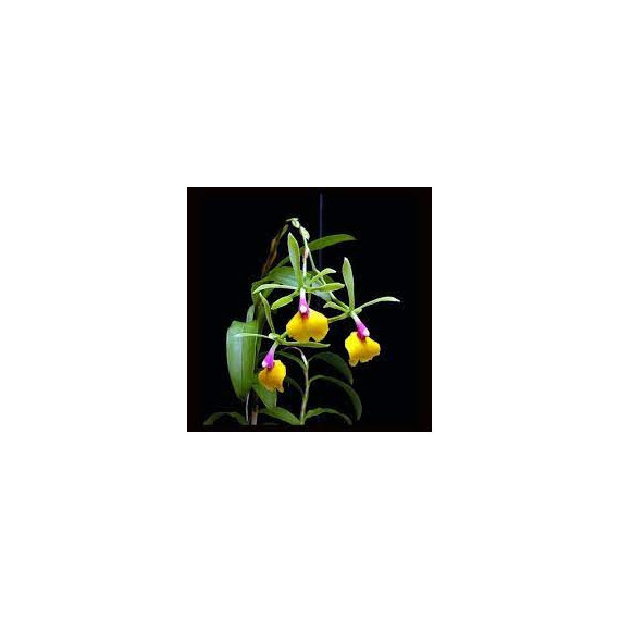 Epicattleya Rene Marques (Epoca de Flor)
