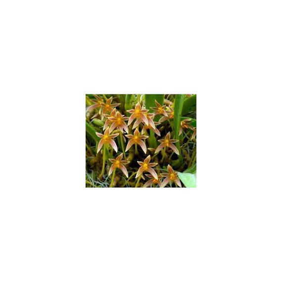 Bulbophyllum Affine - Na Plaquinha