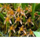 Bulbophyllum Affine - Na Plaquinha