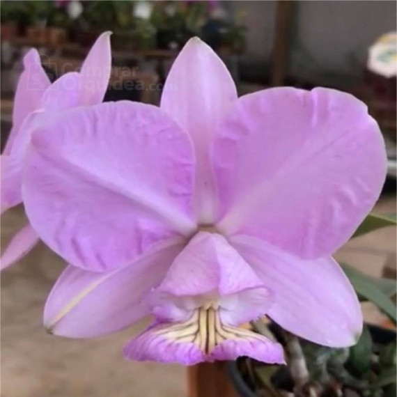 Cattleya Nobilior Amaliae Beira Rio - T2