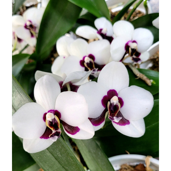 Phalaenopsis Tiny Panda - INICIANDO HASTE