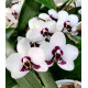 Phalaenopsis Tiny Panda - AD