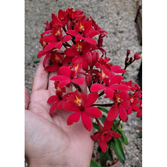 Epidendrum Red - ( muda 22 cm )