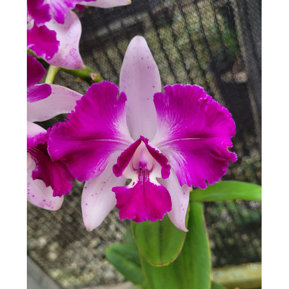 Cattleya Amethystoglossa x  Intermedia  Flâmea...