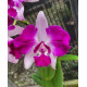 Cattleya Amethystoglossa x  Intermedia  Flâmea - AD
