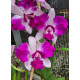 Cattleya Amethystoglossa x  Intermedia  Flâmea - AD