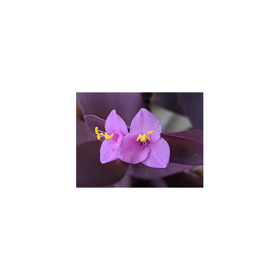 Tradescantia Pallida “Purpurea” - 30 cm