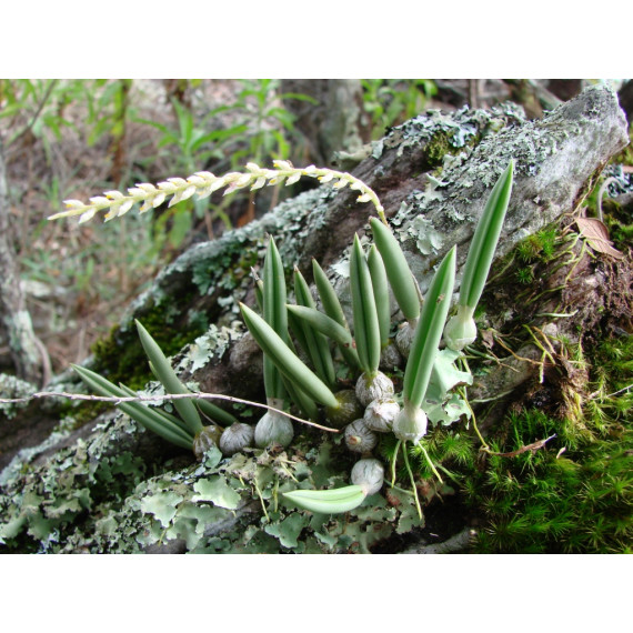 Bulbophyllum Epiphtum - AD