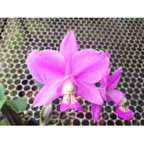 Cattleya Nobilior - NBS