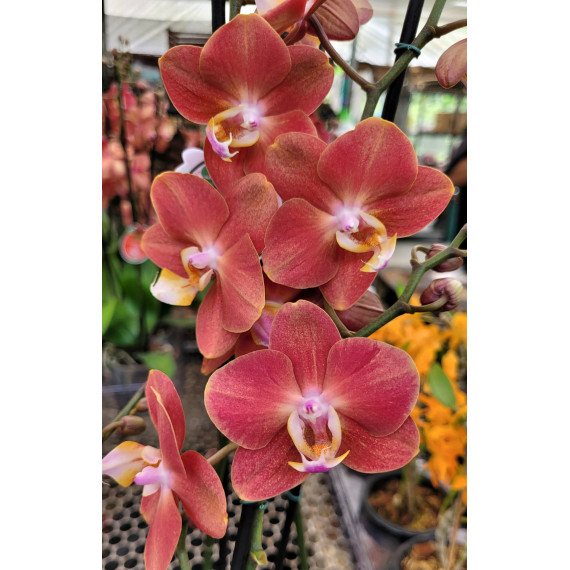 Phalaenopsis Horizon - COM 2 HASTES FLORAIS