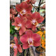 Phalaenopsis Horizon - AD