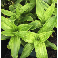 Calissia Fragans Variegata