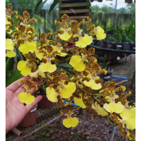 Trichocentrum Windward Beauty Wainae - NBS