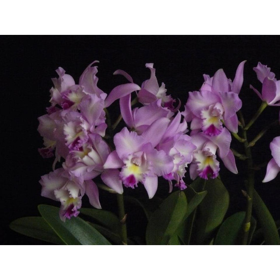 Lc. Angel Heart Hihimanu - AD