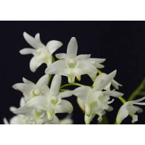 Dendrobium Kingianum Albo ( Haste Floral )