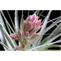 Tilandsia Gardnerii (prata) + Suporte