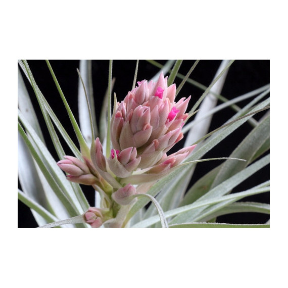 Tilandsia Gardnerii (prata) + Suporte