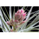 Tilandsia Gardnerii (prata) + Suporte
