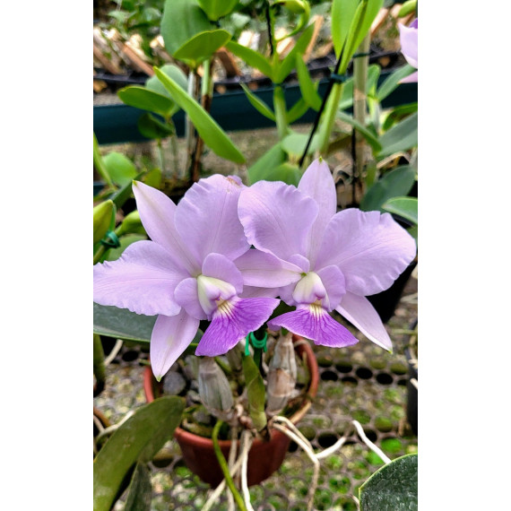 Cattleya Walkeriana Coerulea - AD (confirmada)