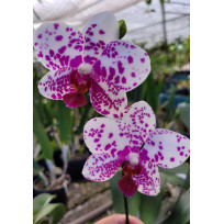 Phalaenopsis Brother Leopard x Princess - SALDÃO