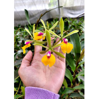 Epicattleya Renê Marques - AD