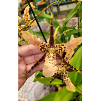 Miltassia Shelob Trilabelo - AD