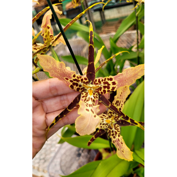 Miltassia Shelob Trilabelo - AD