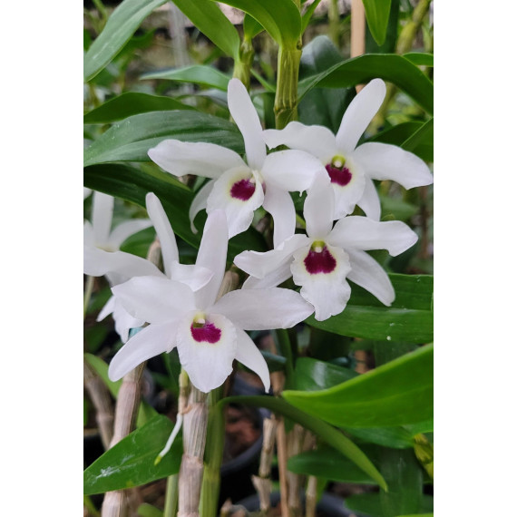 Dendrobium Cassiope - EM FLORAÇÃO