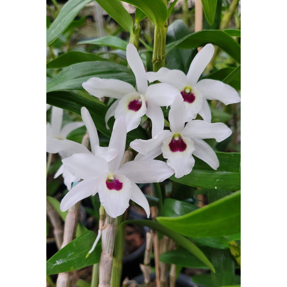 Dendrobium Cassiope - Muda