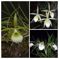 Kit 3 Brassavolas - Pre Adultas