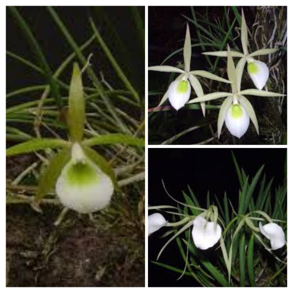 Kit 3 Brassavolas - Pre Adultas