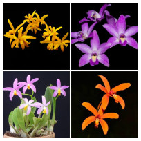 Kit 3 Laelias (AD)