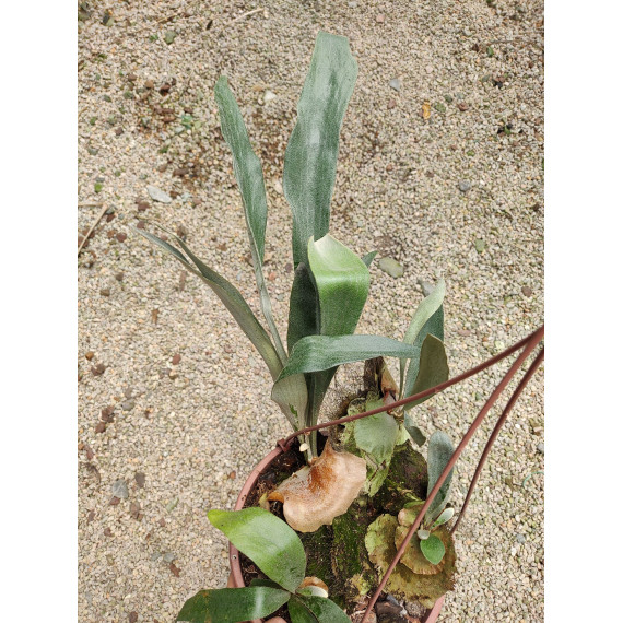 Platycerium Oramo (Muda 20 cm)