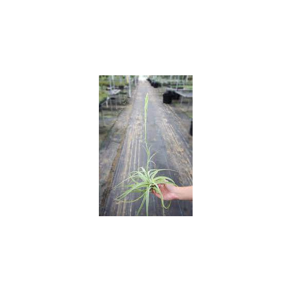 Tilandsia Cacticola - AD