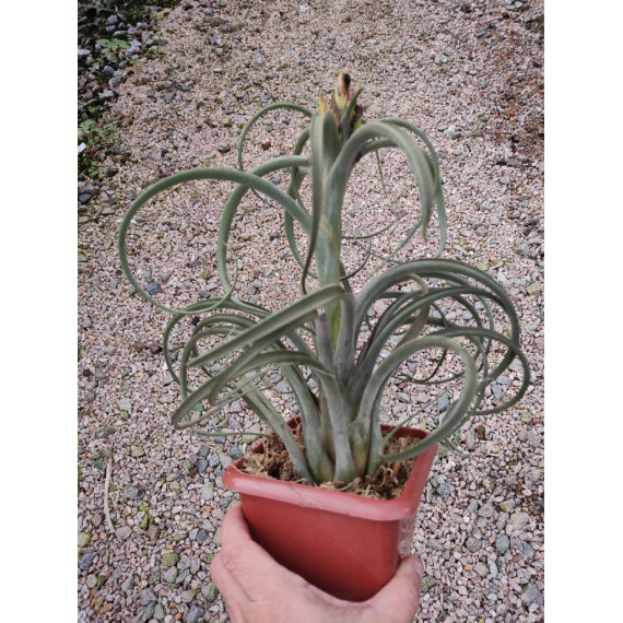 Tilandsia Zacapa - AD